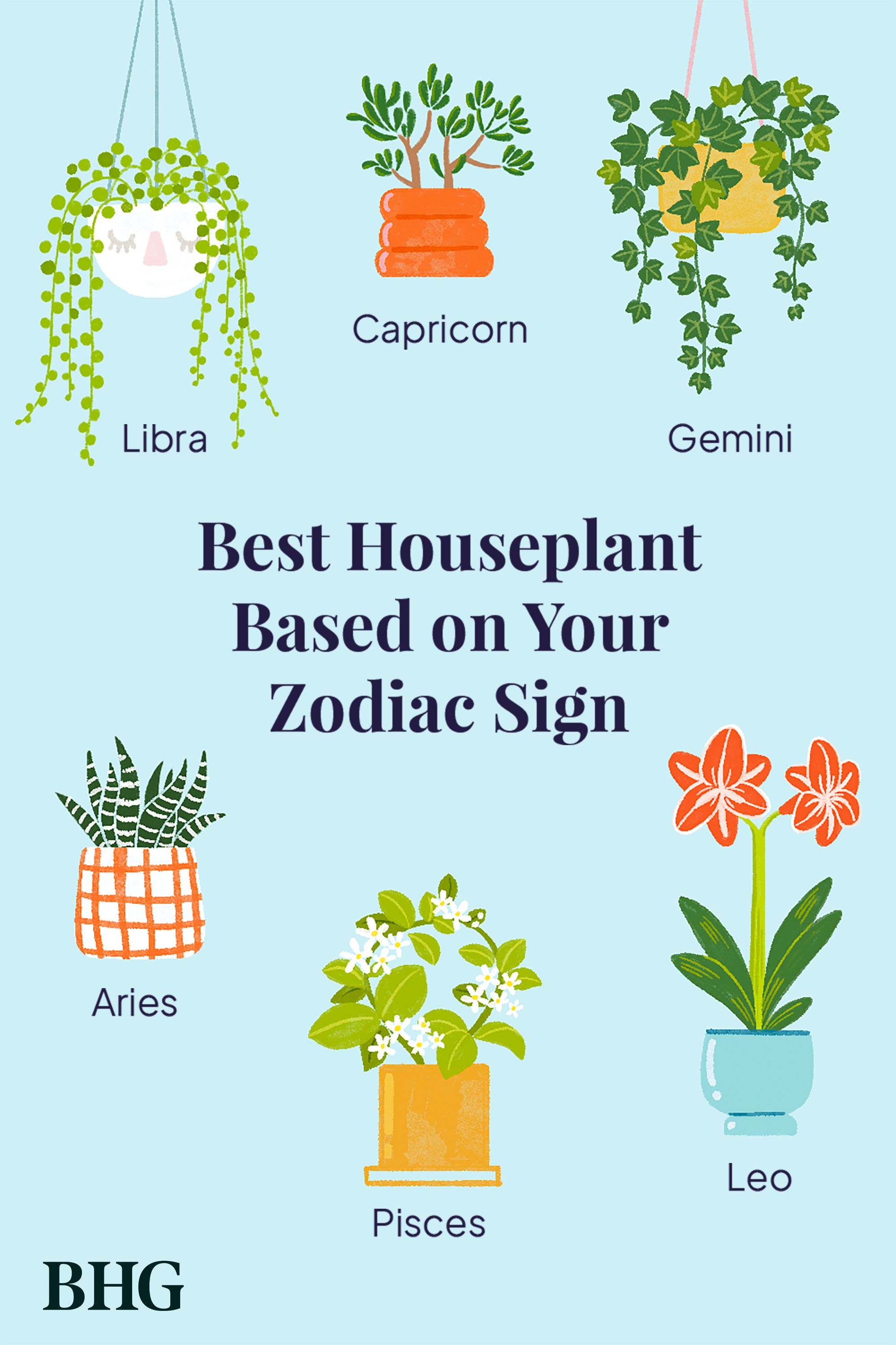 Create the Perfect Astrology-Themed Garden： Tips for Zodiac Lovers